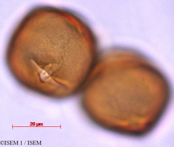 ISEM 1/Casearia_quinduensis_29355/Casearia_quinduensis_29355_0001(copy)_thumb.jpg